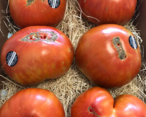 CALMA ELADIO LANZA AL MERCADO LA MAYOR PRODUCCIÓN DE LA PROVINCIA  DE TOMATE CASTELLANO Y HUEVO DE TORO