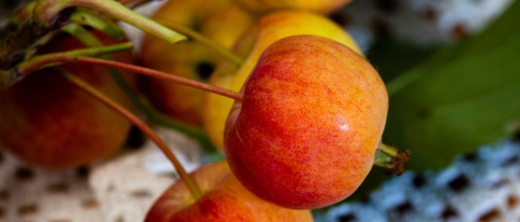 ¿Por qué la fruta del súper no sabe a nada?: El Arte de la Maduración y el Secreto del Sabor
