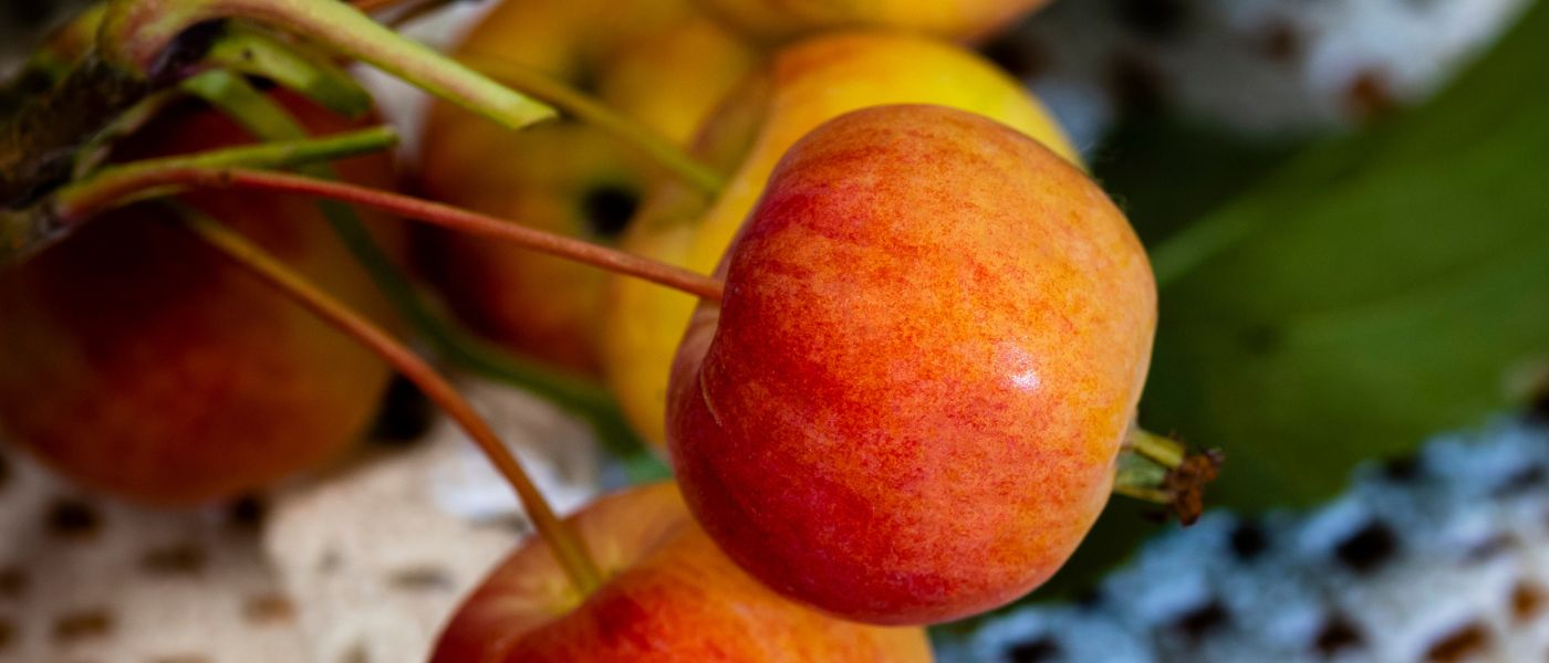 ¿Por qué la fruta del súper no sabe a nada?: El Arte de la Maduración y el Secreto del Sabor
