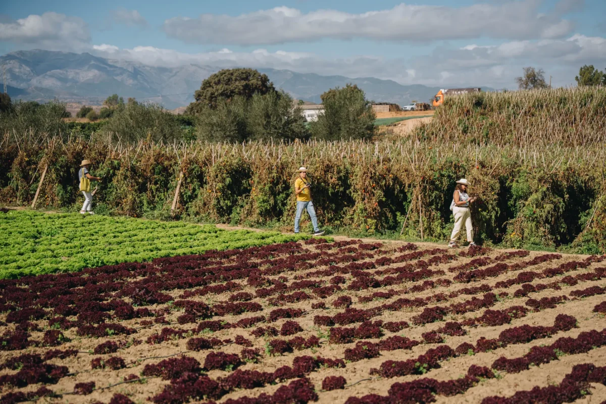 Equipo de Frutas y Verduras Eladio